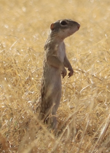 Rio Grande Ground Squirrel observed by rlseman