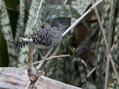 Thamnophilus doliatus