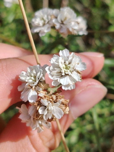 Sneezewort