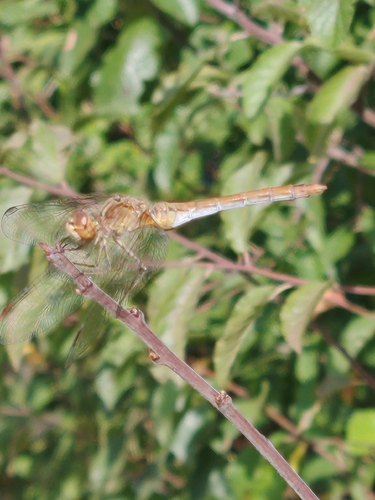 Southern Darter