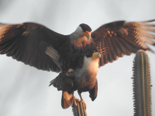Crested Caracara