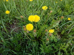 Taraxacum officinale