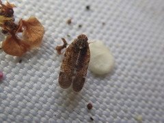 Tachycixius pilosus
