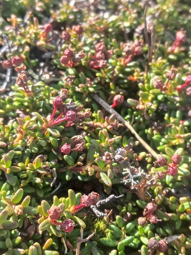 alpine azalea
