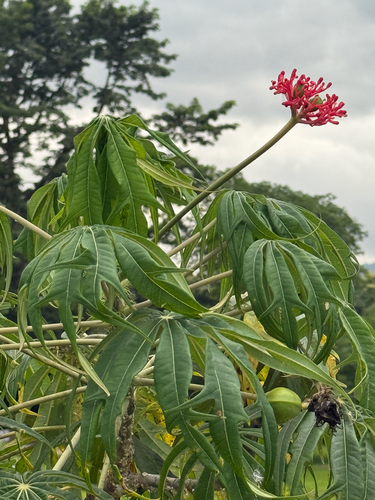 Jatropha multifida observed 2026-08-25