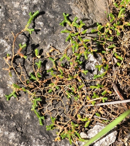 Selaginella sinensis