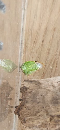 Buffalo Treehopper