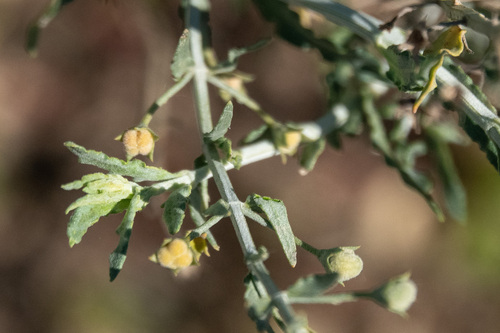 Grey Germander