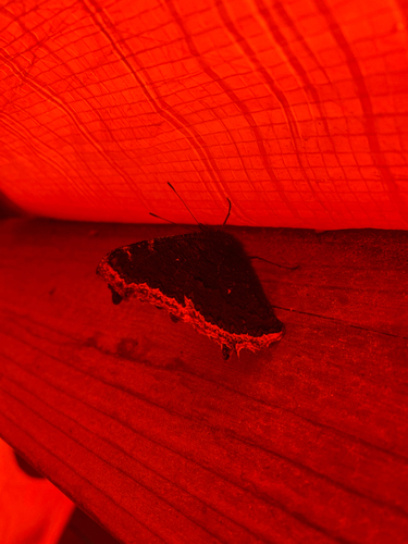 Mourning Cloak