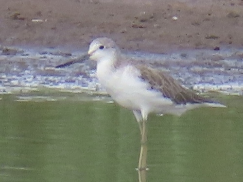 Common Greenshank