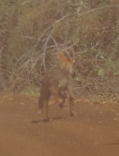 West African Wolf