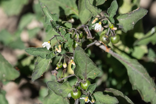 black nightshade