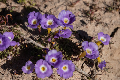 Elacholoma prostrata