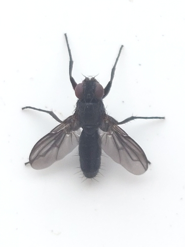 Smoky-winged Woodlouse Fly