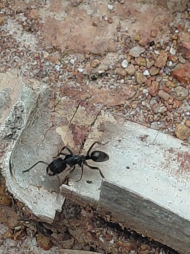 Odontoponera denticulata