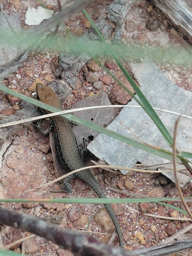 Bronze Grass Skink