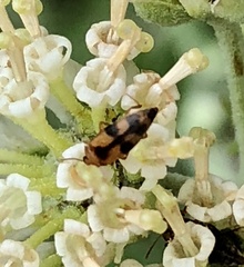 Diclidia