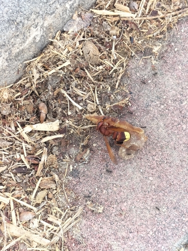 Oriental Hornet