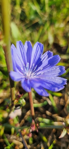 chicory