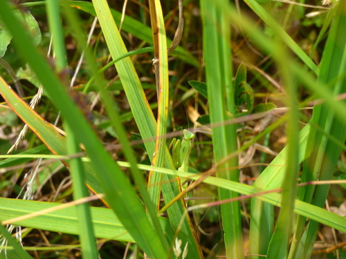 European Mantis