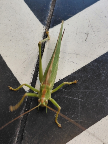 Great Green Bush-cricket