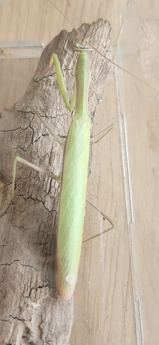 European Mantis