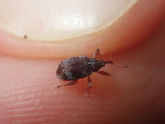 Anthonomus pedicularius