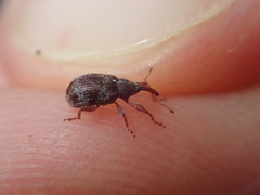 Anthonomus pedicularius