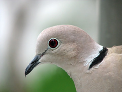Eurasian Collared Dove photo 6