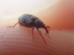 Anthonomus pedicularius