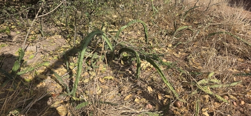 Harrisia bonplandii