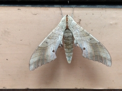 Marumba sperchius
