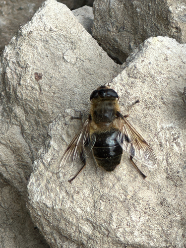 Common Drone Fly