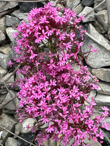 Red Valerian