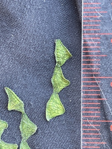 Desmodium perplexum, photograph 6