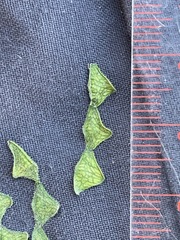 Desmodium perplexum, photograph (c) Tom Scavo, some rights reserved (CC BY)