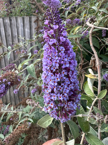 Butterfly bush