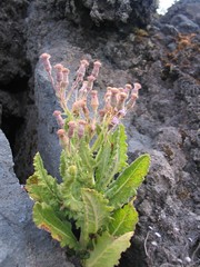 Senecio purpureus image