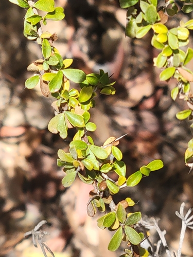 Pittosporum spinescens, 2026-08-21