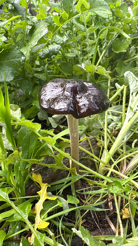 Oudemansiella gigaspora