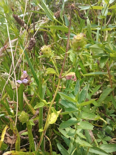 common selfheal