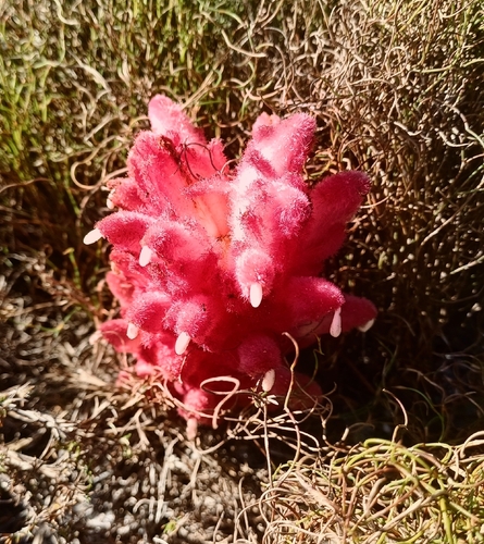 Hyobanche sanguinea, photograph 6