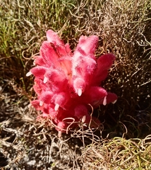 Hyobanche sanguinea, photograph author not stated, no rights reserved