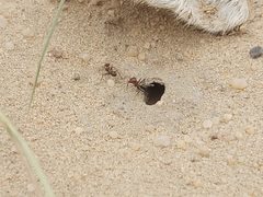 Cataglyphis adenensis