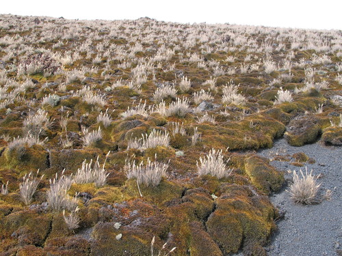 Pentameris pictigluma