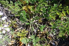 Capnophyllum africanum