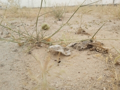 Cataglyphis adenensis