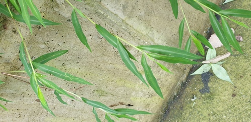 Microstegium japonicum observed 2026-08-24