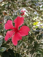 Hibiscus × archeri