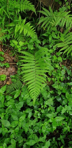 Coryphopteris observed 2026-08-24